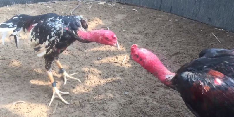 Đá gà nòi truyền thống