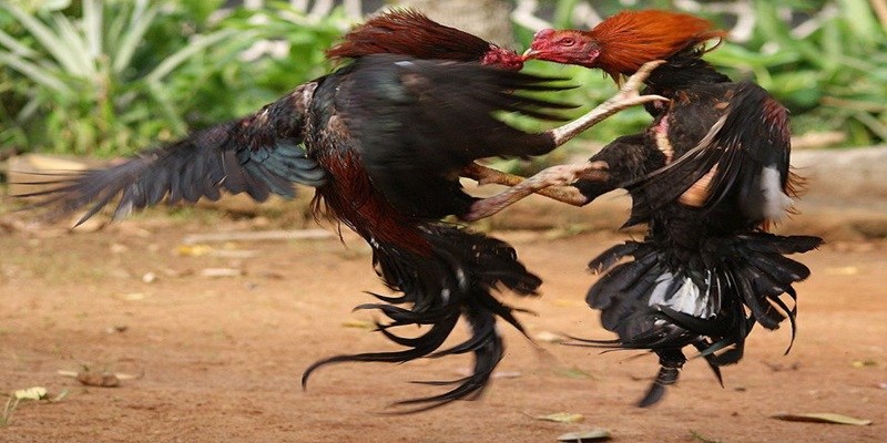 Kinh nghiệm cá cược đá gà với cơ hội thắng cao